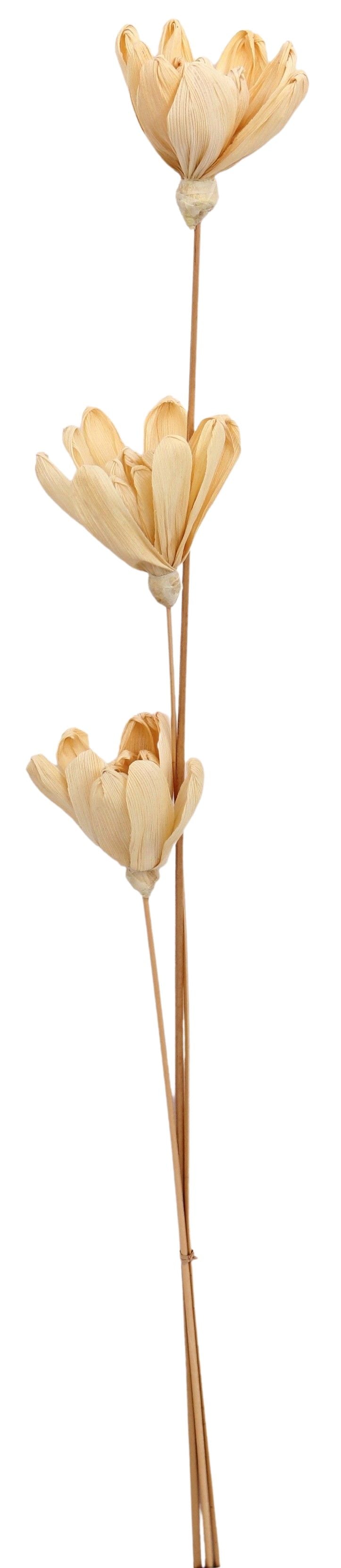 Dried Solar Flower – Triple Stem (Natural)