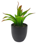 Agave Succulent Plant – Green (20cm)