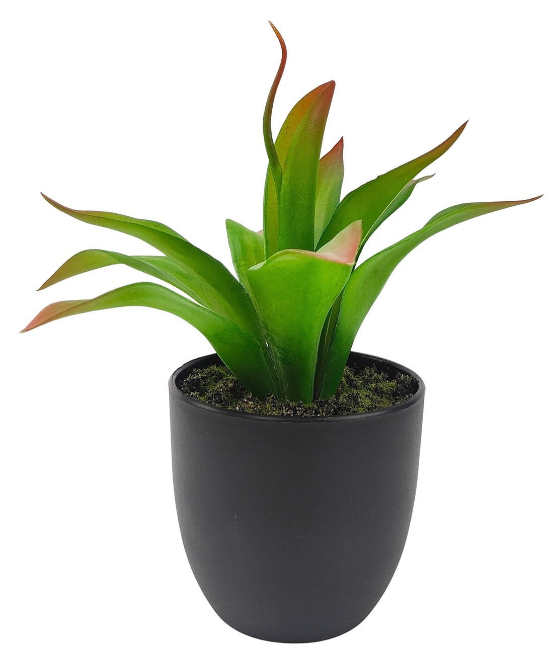 Agave Succulent Plant – Green (20cm)