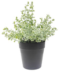 Eucalyptus Plant – Green (23cm)