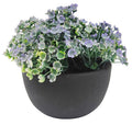 Silver Falls Dichondra Plant – Green (13cm)