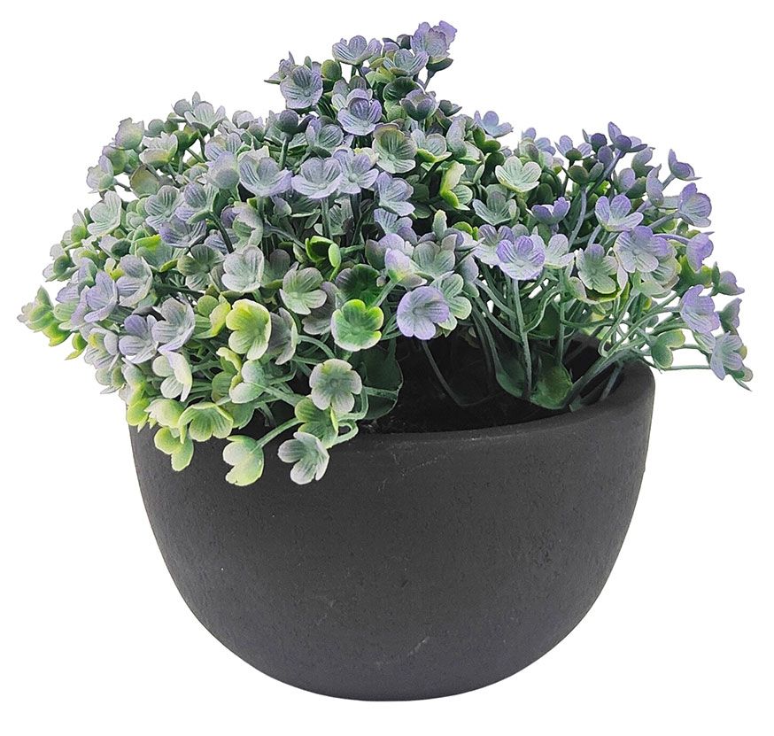 Silver Falls Dichondra Plant – Green (13cm)