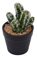 Cactus Plant – Green (12cm)