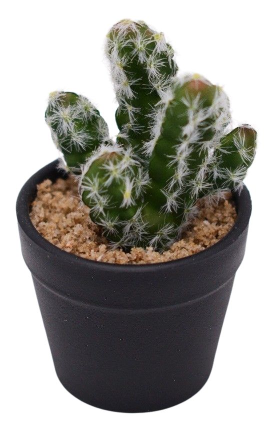 Cactus Plant – Green (12cm)