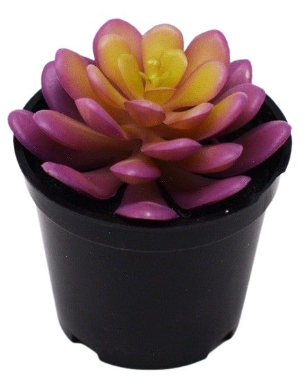 Hens & Chicks Succulent Plant – Pink (9 cm)