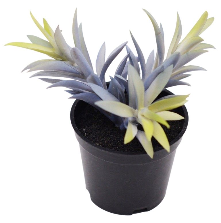 Potted Succulent Plant – Blue (14 cm)