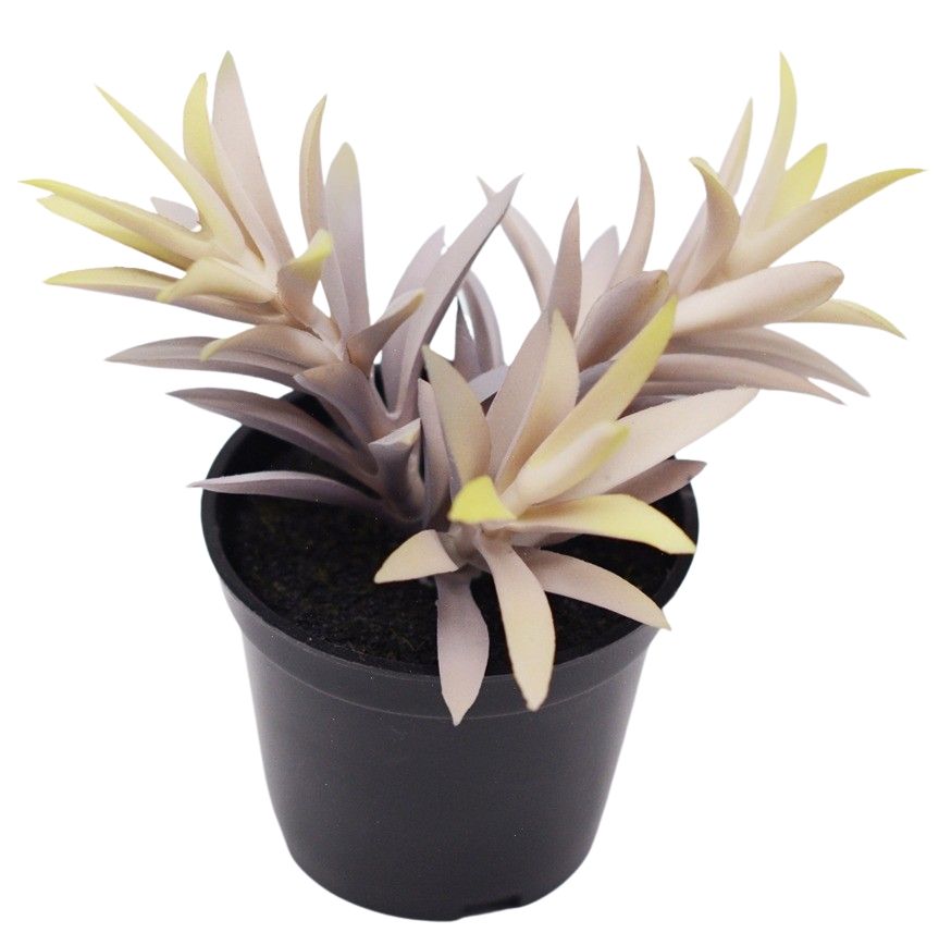 Potted Succulent Plant Purple (14cm)
